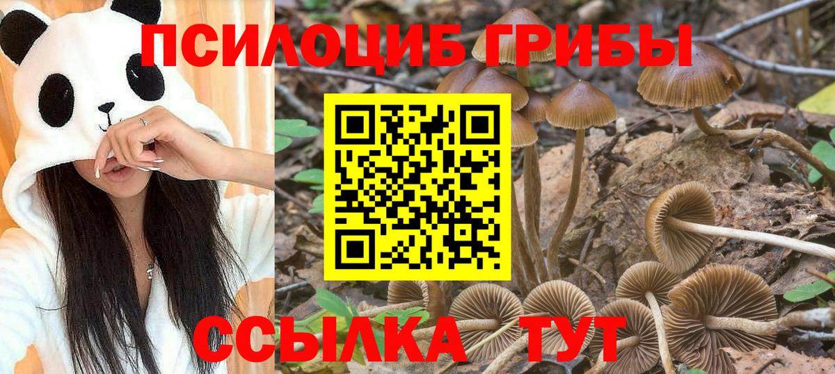 где можно купить   Псилоцибиновые грибы Psilocybine cubensis  Вход с VPN  Аксай  Псилоцибиновые грибы Psilocybe 