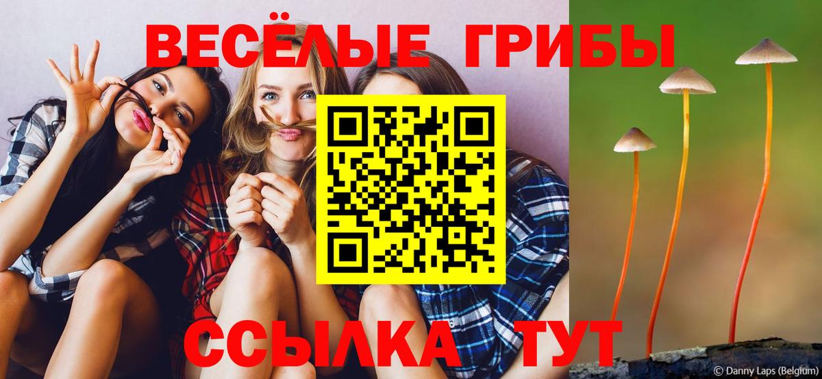 Псилоцибиновые грибы Psilocybe Аксай